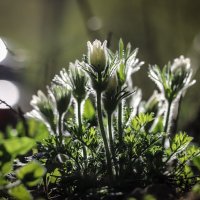 Ещё прострел :: Игорь Шевченко