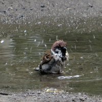 Водные процедуры :: Лариса С.