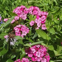 Турецкая гвоздика :: Freddy 97