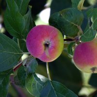 Сибирские яблочки. :: nadyasilyuk Вознюк