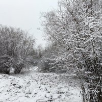 Снегопад :: Anna Ivanova