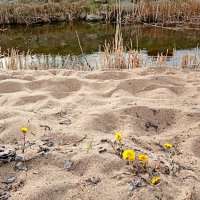 Мать-и-мачеха на песке :: Лия ☼