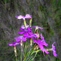 Гвоздички. :: nadyasilyuk Вознюк