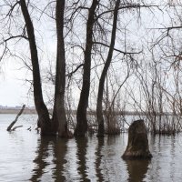 Пейзаж с пнём :: Галина Козлова 