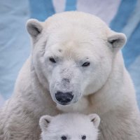 полярные медведи :: Аркадий Лаптенко