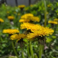 Одуванчики :: Tata Wolf