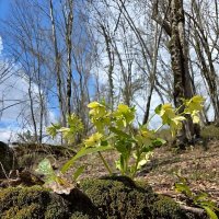 Весна :: Tata Wolf