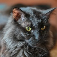 Мася :: Вадим 