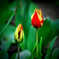 Весна. :: Владимир 