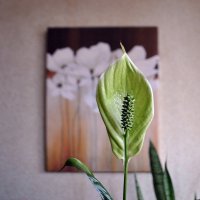 Малые домашние радости :: AleksSPb Лесниченко