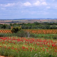 Испания из автобуса. :: tatiana 