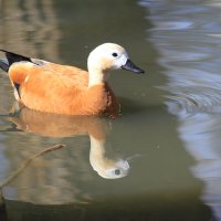 .. :: Ninell Nikitina