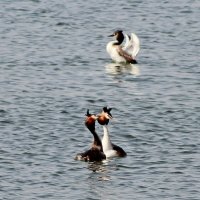 Третий -лишний... :: Александр Герасенков