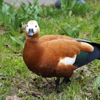 Огари прилетели :: Татьяна Тюменка