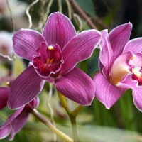 Орхидея :: Татьяна Тюменка