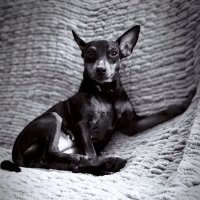 Песик :: Evgenia Glazkova