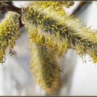 Весенние радости. :: Лилия *