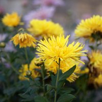 Осенние хризантемы. :: Лилия *