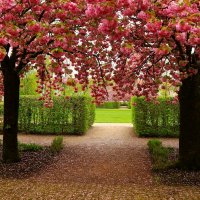 Когда цветёт сакура :: Юрий. Шмаков