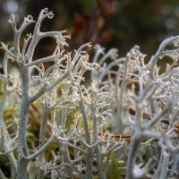Ягель (лешайник), макрофото :: Лилия 