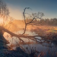В «короне» ... :: Roman Lunin