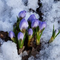 Крокусы :: София 