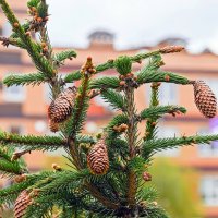 Шишкастая :: Валерий Иванович