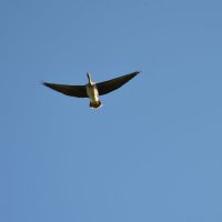 Гусь :: Валерий Пославский