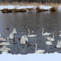 Среди белых снегов :: Татьяна Лютаева