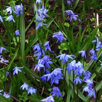 Голубая полянка :: Людмила Смородинская