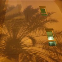 Тени, пальмы, окна... :: Галина Ильясова