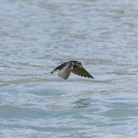 ласточка деревенская. :: юрий макаров
