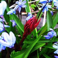 Пионы всходят :: Людмила Смородинская