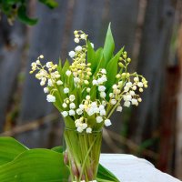 Майский привет. :: nadyasilyuk Вознюк