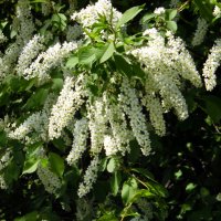 Черёмуха душистая. :: nadyasilyuk Вознюк