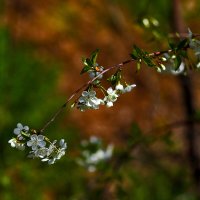 Весенние цветы :: Юрий Гайворонскiий