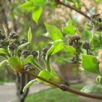 Весеннее :: Елена Семигина