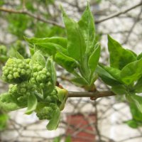 Весеннее :: Елена Семигина