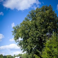 ДОМ ПОД СТАРОЙ ЛИПОЙ. МЕСТО СИЛЫ. :: Александр Дмитриев