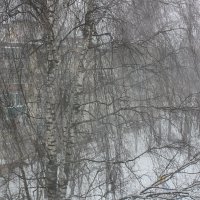 Весенняя метель :: Alisia La DEMA