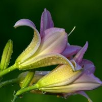 ... :: Вячеслав Минаев