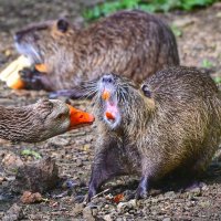 Нутрия на приеме у стоматолога гуся :: Светлана Ивановна
