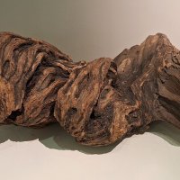 Образец дерева кебрачо. :: ИРЭН@ .