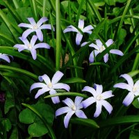 Хионодокса :: Рита Симонова