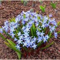 Одни из первых :: Лия ☼