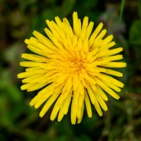 Одуванчик :: Николо Пагани