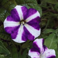 Петунии :: Freddy 97