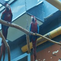 Ара :: Александр Леонов