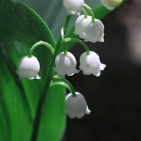 ландыш :: Николай 