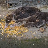 Утята мускусной утки или птенцы индоутки 1. :: Aleksey Afonin